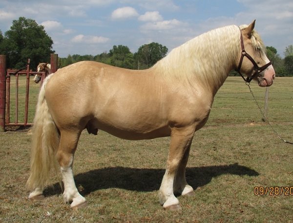 American Cream Draft Horse